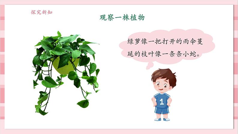 【大单元整体教学】1.2《观察植物》课时课件第7页