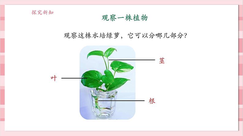 【大单元整体教学】1.2《观察植物》课时课件第8页