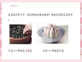 【大单元核心素养】教科版科学一年级上册1.3《植物长在哪里》单元整体设计+课件+教案+素材