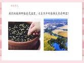 【大单元核心素养】教科版科学一年级上册1.3《植物长在哪里》单元整体设计+课件+教案+素材
