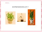 【大單元核心素養(yǎng)】教科版科學一年級上冊1.4《給植物畫張“像”》單元整體設計+課件+教案