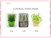 【大單元核心素養(yǎng)】教科版科學一年級上冊1.5《植物的變化》單元整體設計+課件+教案