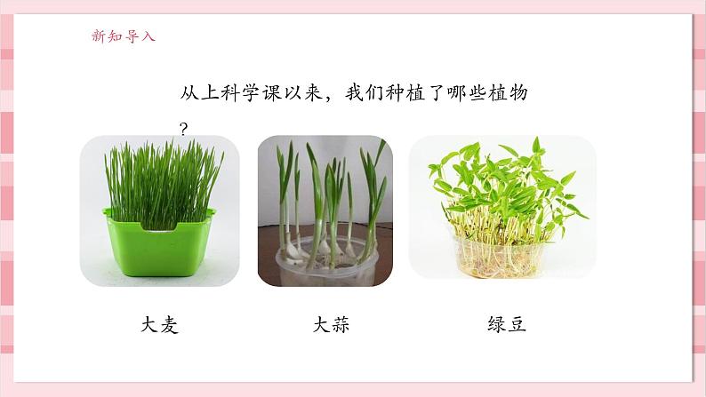 【大单元整体教学】1.5《植物的变化》课时课件第3页