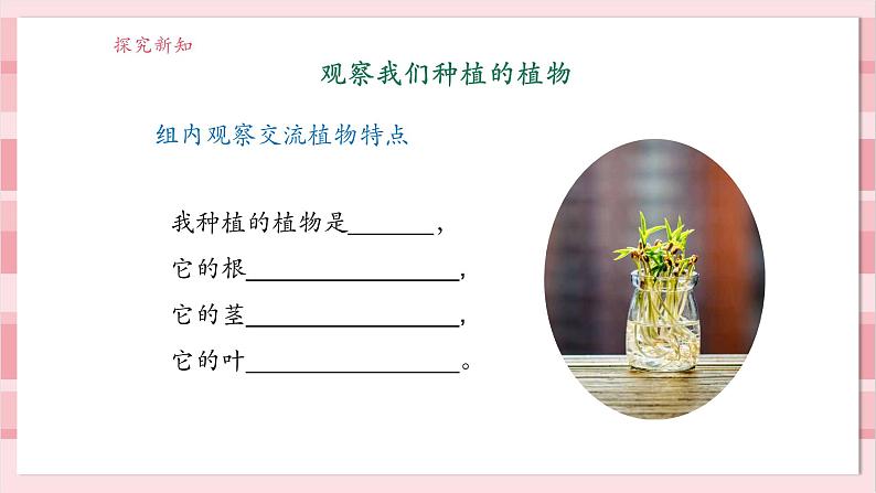 【大单元整体教学】1.5《植物的变化》课时课件第7页