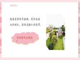 【大單元核心素養(yǎng)】教科版科學一年級上冊1.6《校園里的植物》單元整體設計+課件+教案+素材