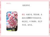 【大單元核心素養(yǎng)】教科版科學一年級上冊1.6《校園里的植物》單元整體設計+課件+教案+素材