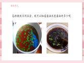 【大單元核心素養(yǎng)】教科版科學一年級上冊2.6《觀察與比較》單元整體設計+課件+教案