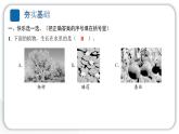 2024教科版科學(xué)一年級上冊第一單元植物1我們知道的植物 作業(yè)課件ppt