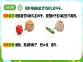 【核心素养】苏教版（2017）科学三下 1.1《种子发芽了》课件+教案+分层练习+素材