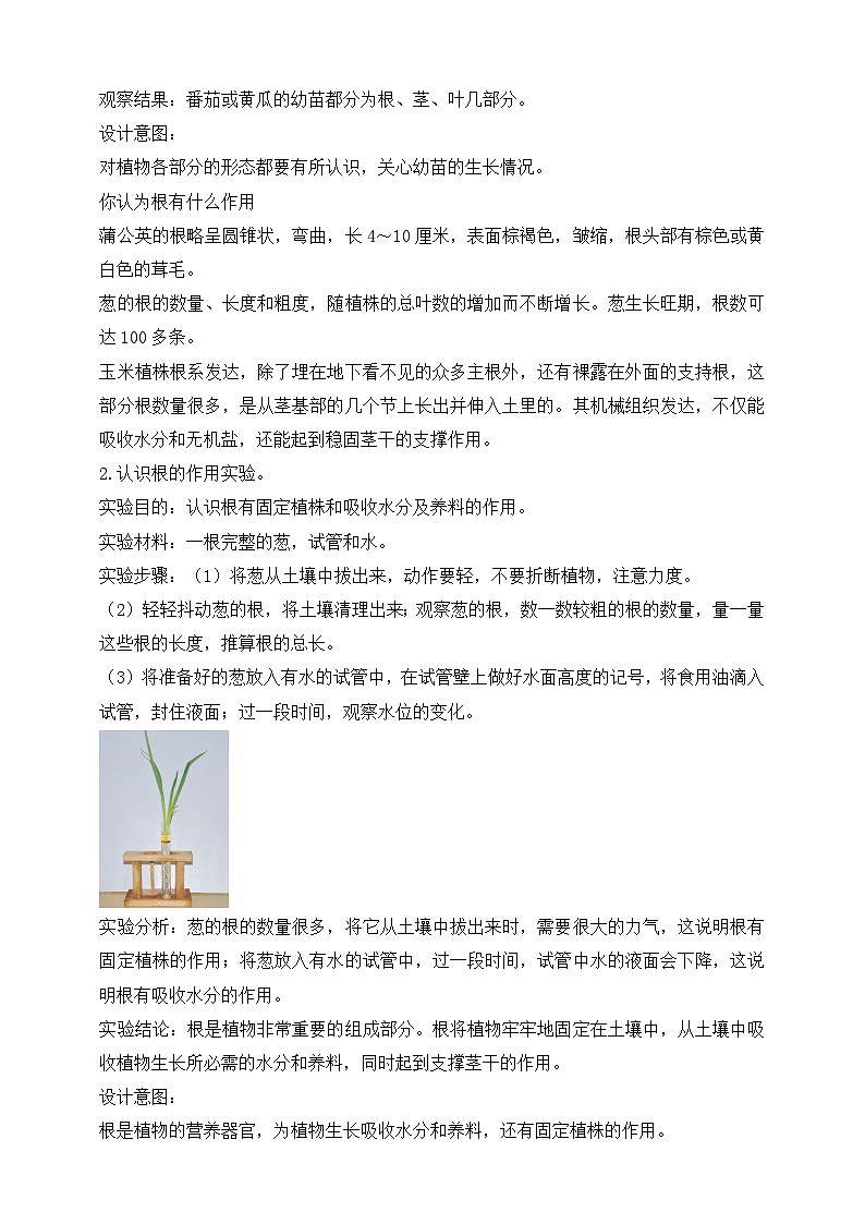 【核心素养】苏教版（2017）科学三下 1.2《幼苗长大了》教案第2页