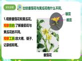 【核心素养】苏教版（2017）科学三下 1.3《植物开花了》课件+教案+分层练习+素材