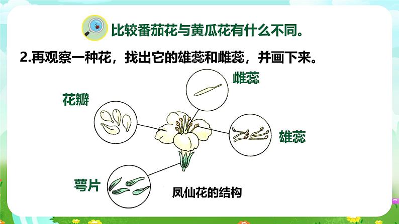 【核心素养】苏教版（2017）科学三下 1.3《植物开花了》课件第8页