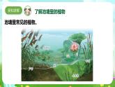 【核心素養(yǎng)】蘇教版（2017）科學三下 2.7《水里的植物》課件+教案+分層練習+素材