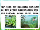 【核心素養(yǎng)】蘇教版（2017）科學三下 2.7《水里的植物》課件+教案+分層練習+素材