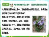 【核心素養(yǎng)】蘇教版（2017）科學(xué)三下 2.8《石頭上的植物》課件+教案+分層練習(xí)+素材