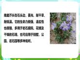 【核心素養(yǎng)】蘇教版（2017）科學(xué)三下 2.8《石頭上的植物》課件+教案+分層練習(xí)+素材