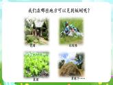人教鄂教版（2017）科学六下 1.2《动物对环境的适应》课件+练习+素材
