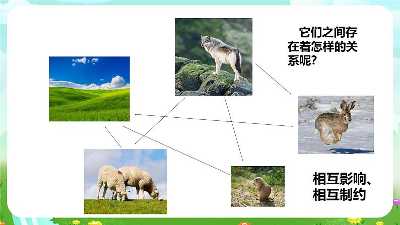 人教鄂教版（2017）科学六下 1.3《保护生物和环境》课件第7页