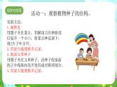 青岛版六三制（2017）科学三年级下册  第13课《种子发芽了》课件+教案+素材
