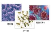 2024教科版科学六年级上册第一单元微小世界7微生物与健康教学课件