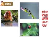 2024教科版科学六年级上册第一单元微小世界1放大镜教学课件