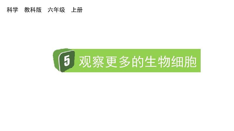 2024教科版科学六年级上册第一单元微小世界5观察更多的生物细胞教学课件第1页