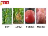 2024教科版科学六年级上册第一单元微小世界5观察更多的生物细胞教学课件