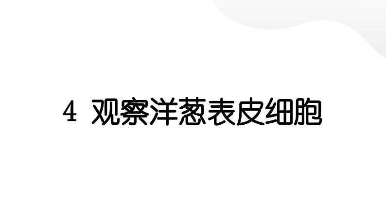 2024教科版科学六年级上册第一单元微小世界4观察洋葱表皮细胞  作业课件第1页