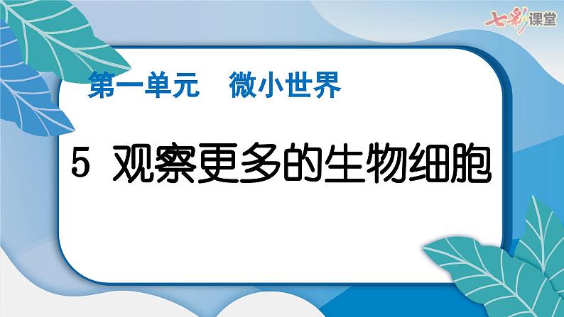 2024教科版科学六年级上册第一单元微小世界5观察更多的生物细胞  作业课件第3页