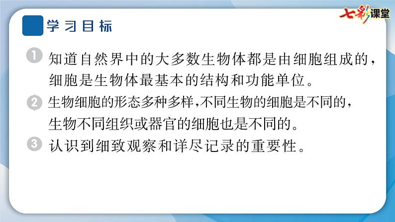 2024教科版科学六年级上册第一单元微小世界5观察更多的生物细胞  作业课件第4页