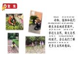 2024教科版科学二年级上册第一单元我们的地球家园7做大自然的孩子教学课件