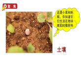 2024教科版科学二年级上册第一单元我们的地球家园2土壤——动植物的乐园教学课件