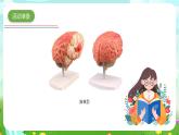 青島版六三制（2017）科學(xué)五年級(jí)下冊(cè)  第1課《我們的腦》課件+教案+素材