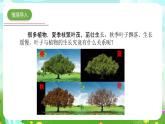 青島版六三制（2017）科學(xué)五年級(jí)下冊(cè)  第18課《光合作用》課件+教案+素材