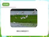 青岛版六三制（2017）科学五年级下册  第19课《生物的栖息地》课件+教案+素材