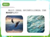 青岛版六三制（2017）科学五年级下册  第19课《生物的栖息地》课件+教案+素材