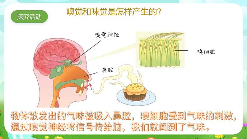 青岛版六三制（2017）科学六年级下册 第4课《嗅觉和味觉》课件第4页