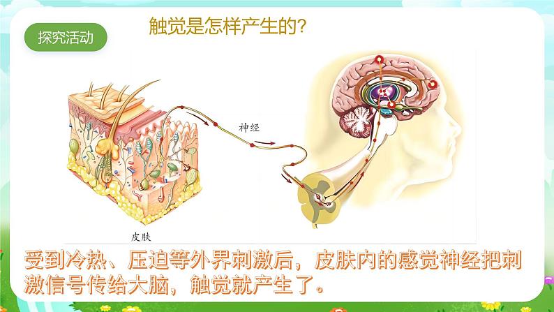 青岛版六三制（2017）科学六年级下册 第5课《触觉》课件第4页
