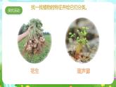 青岛版六三制（2017）科学六年级下册 第6课《给植物分类》课件+教案+素材