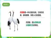 粵教粵科版（2019）科學(xué)六下 3.13《丹頂鶴生活在哪里》課件+教案+練習(xí)+素材