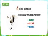 粵教粵科版（2019）科學(xué)六下 3.13《丹頂鶴生活在哪里》課件+教案+練習(xí)+素材