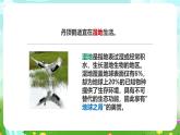 粤教粤科版（2019）科学六下 3.14《生物生存的环境》课件+教案+练习+素材
