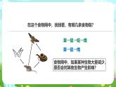 粵教粵科版（2019）科學(xué)六下 3.17《食物網(wǎng)中的生物》課件+教案+練習(xí)