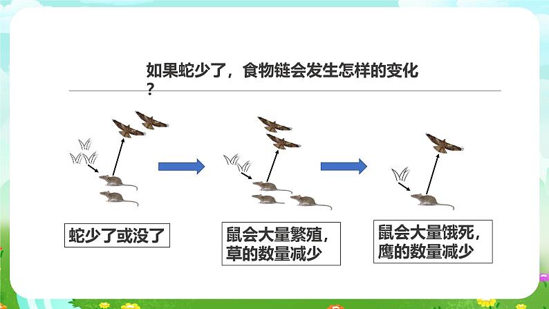 粤教粤科版（2019）科学六下 3.17《食物网中的生物》课件第6页