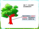 粵教粵科版（2019）科學(xué)四年級(jí)下冊(cè) 第1課《白蘭和銀杏》課件+教案