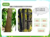 粵教粵科版（2019）科學(xué)四年級(jí)下冊(cè) 第1課《白蘭和銀杏》課件+教案