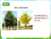 粵教粵科版（2019）科學(xué)四年級(jí)下冊(cè) 第2課《月季和茉莉》課件+教案