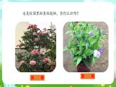 粵教粵科版（2019）科學(xué)四年級(jí)下冊(cè) 第2課《月季和茉莉》課件+教案