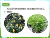 粵教粵科版（2019）科學(xué)四年級(jí)下冊(cè) 第2課《月季和茉莉》課件+教案