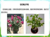 粵教粵科版（2019）科學(xué)四年級(jí)下冊(cè) 第2課《月季和茉莉》課件+教案